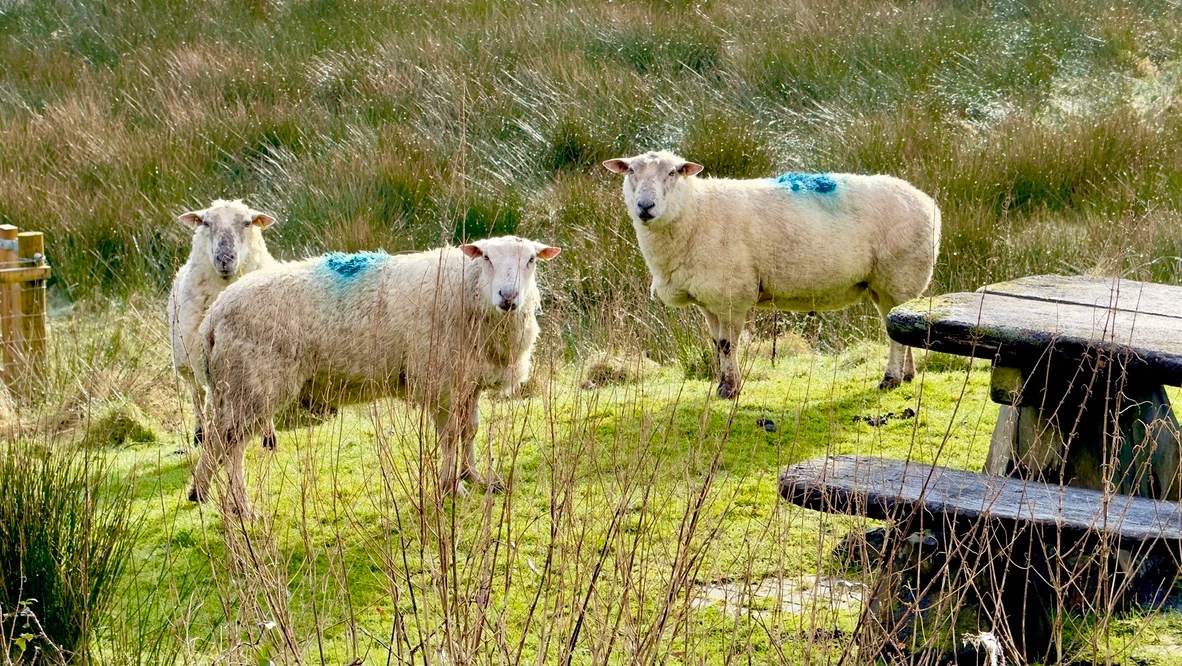 Nosy neighbours. They seemed to resent the intrusion.