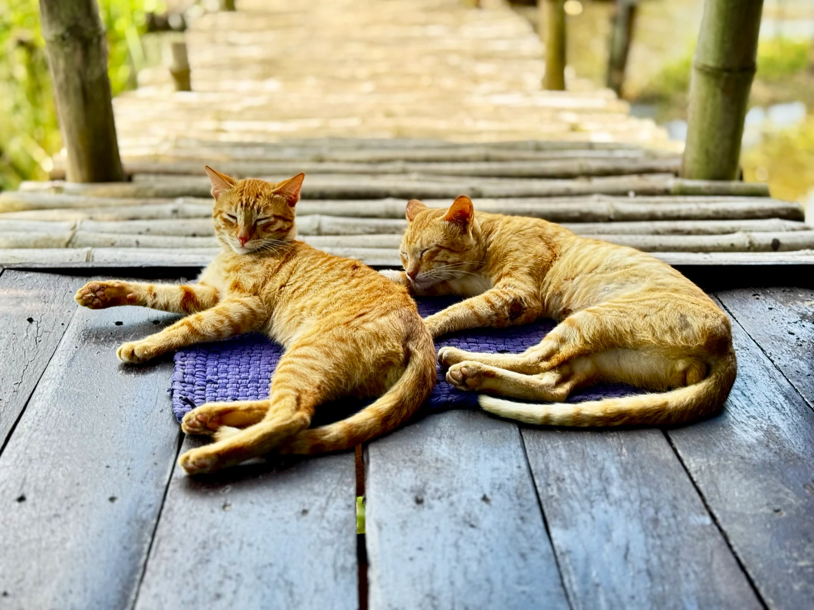 I thought I saw a glitch in the matrix. Then I saw them curled up together.