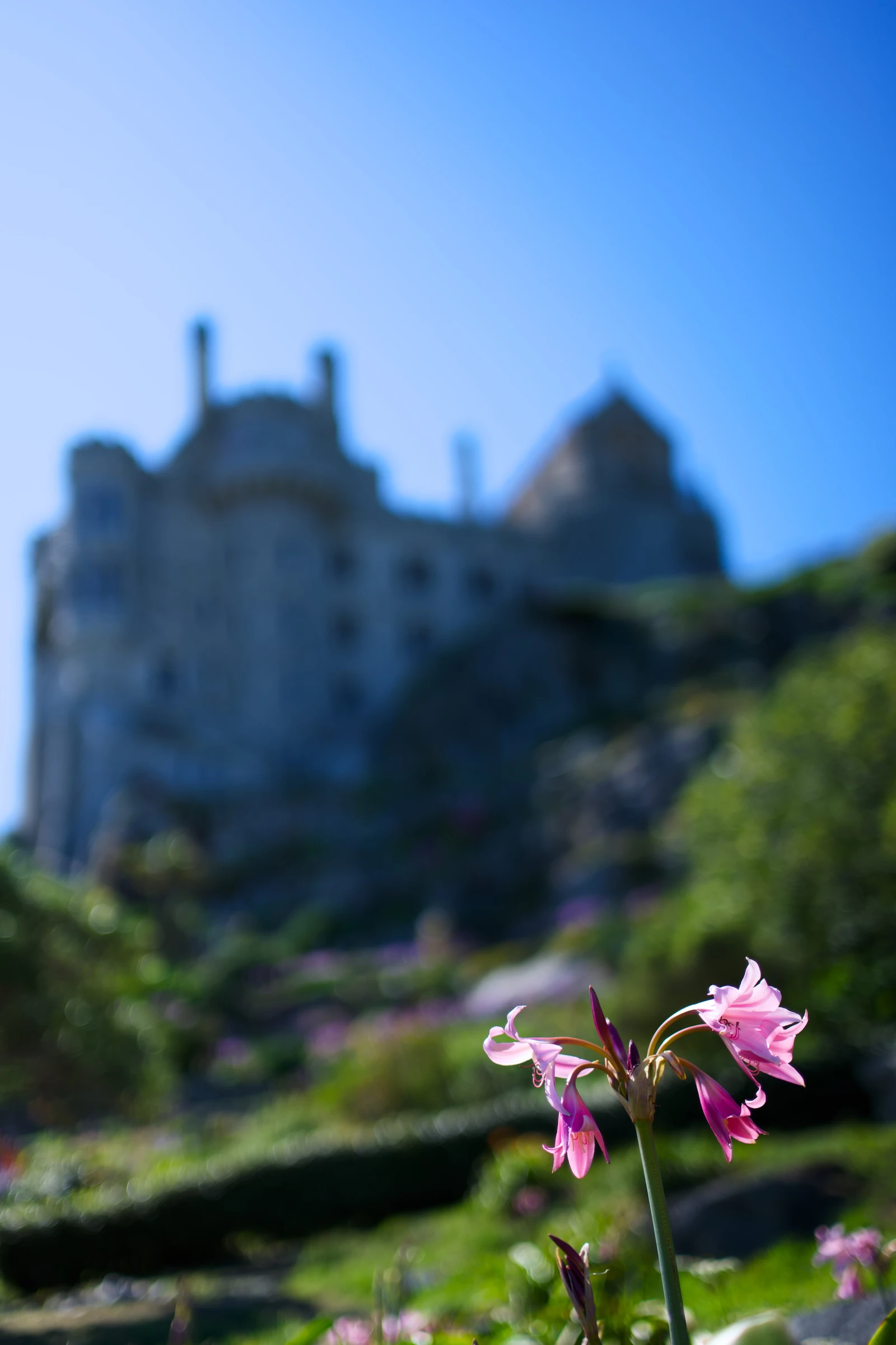 Stone, shadow, flower