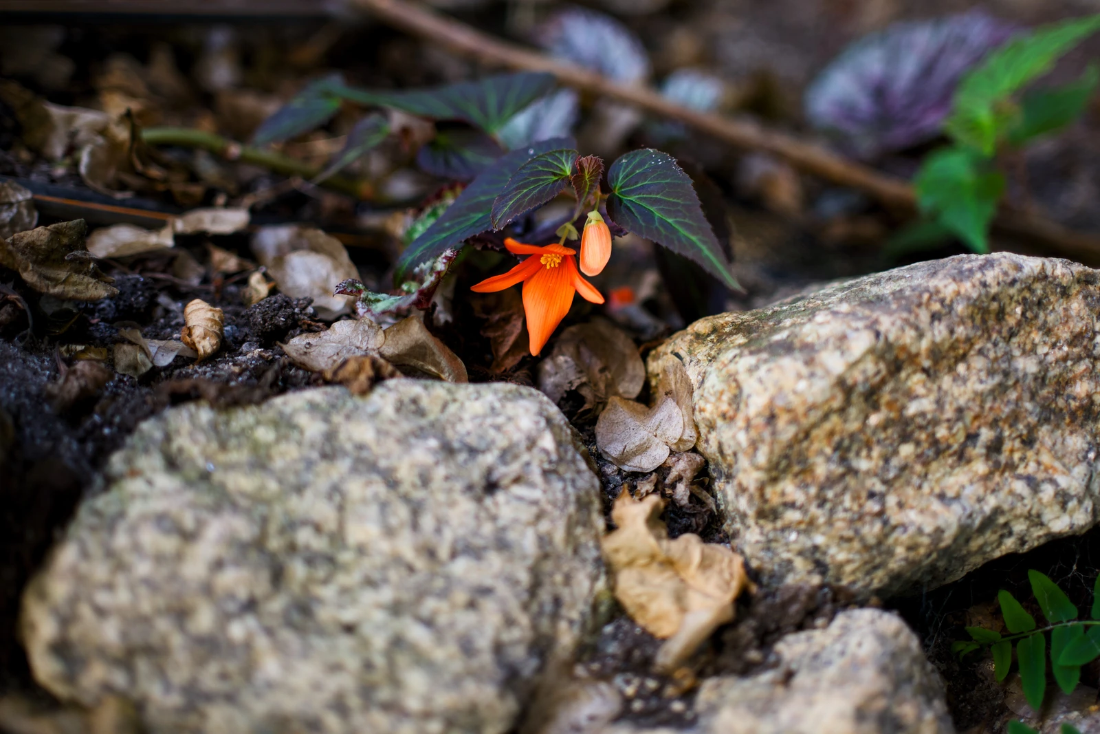 Orange flower