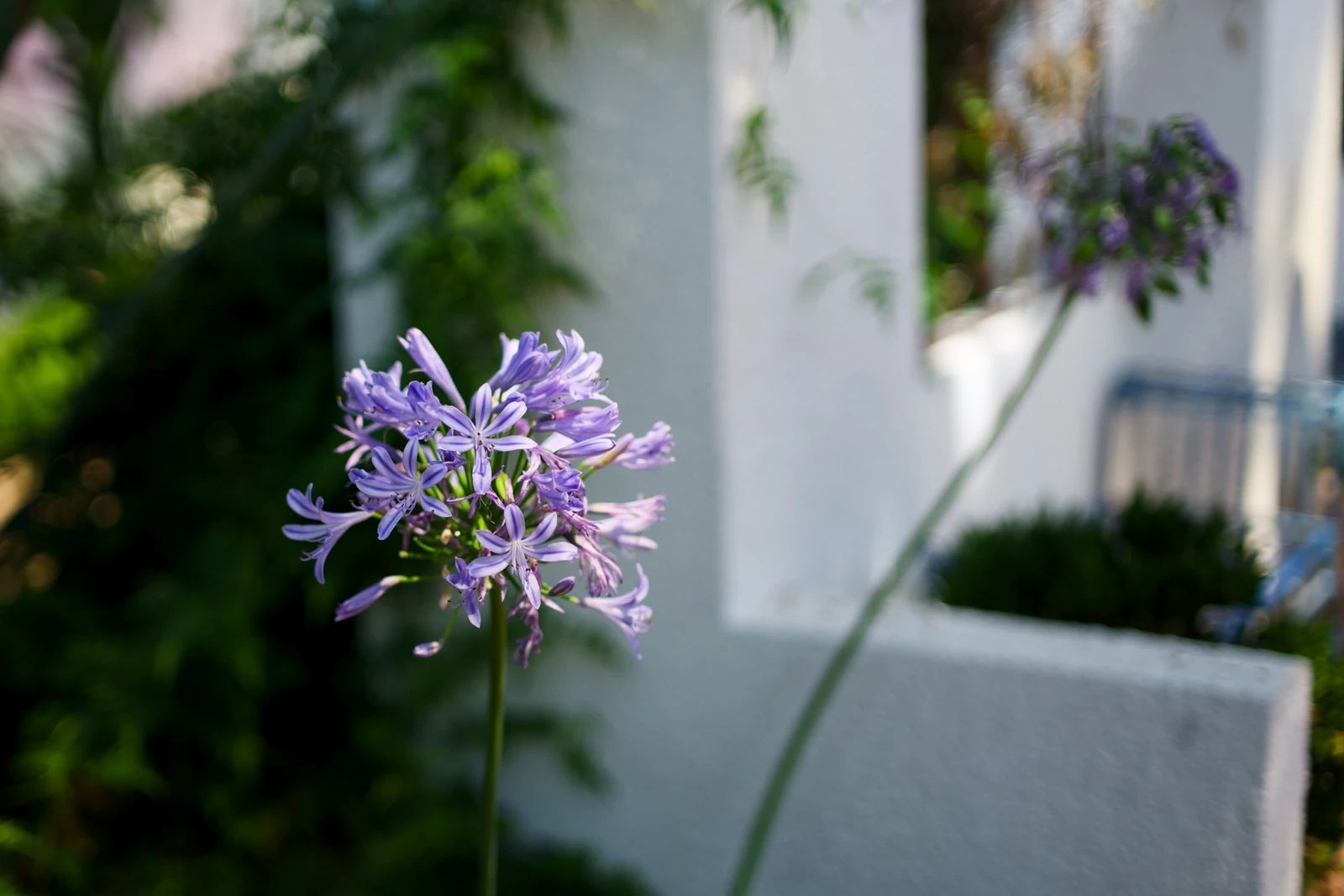 Purple flower
